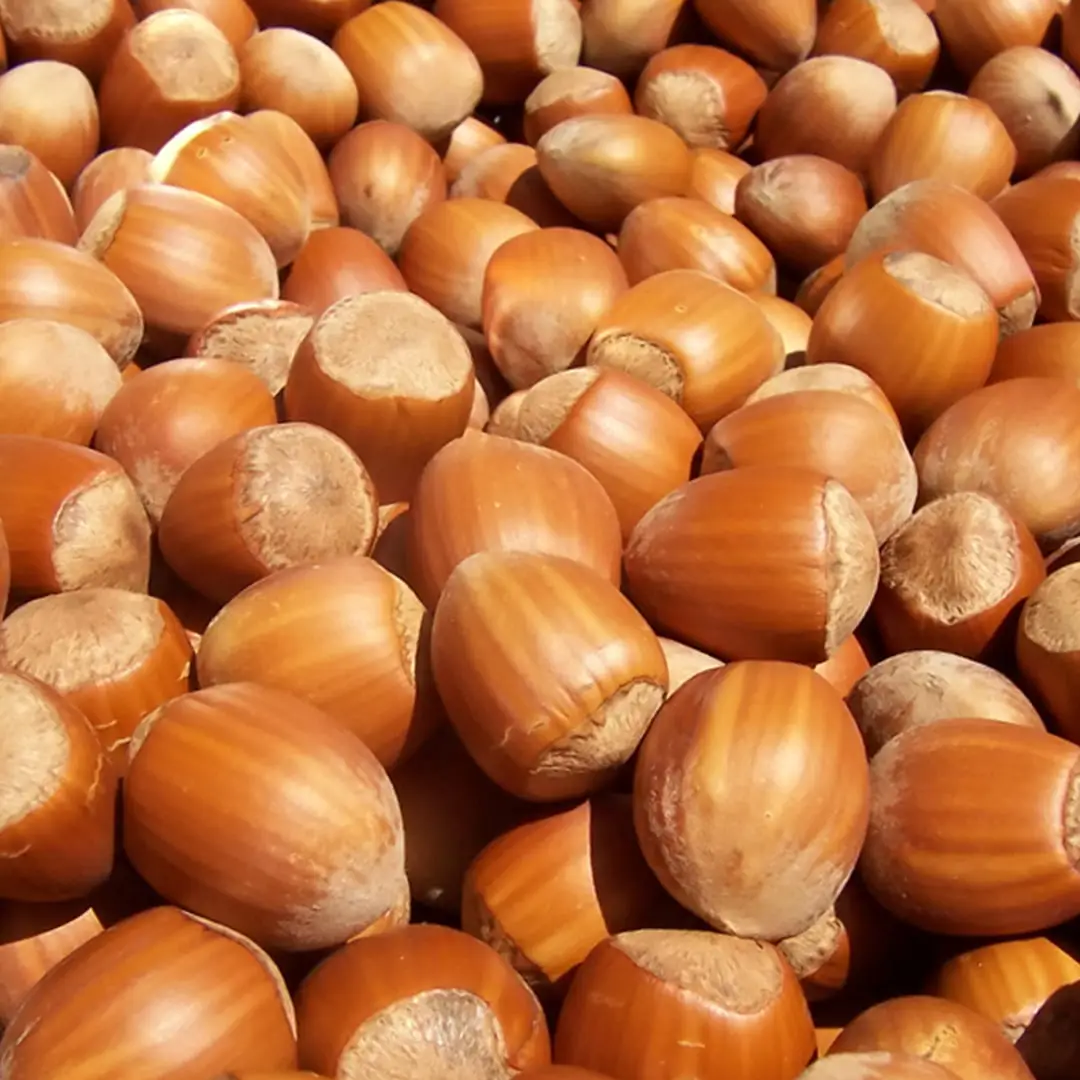 PG “Lešnik 1804” - Plantaža lešnika sorte Nocciola, Giffoni i Romana uzgajane po organskim principima